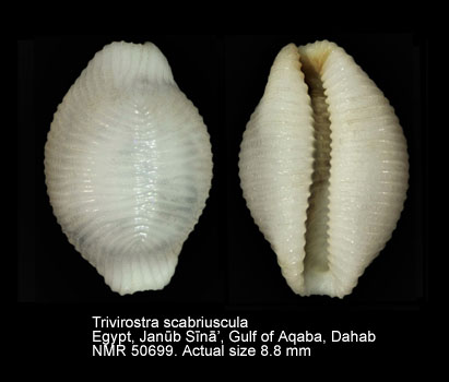 Trivirostra scabriuscula (3).jpg - Trivirostra scabriuscula (Gray,1827)
